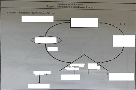 Insulin Diagram Diagram Quizlet