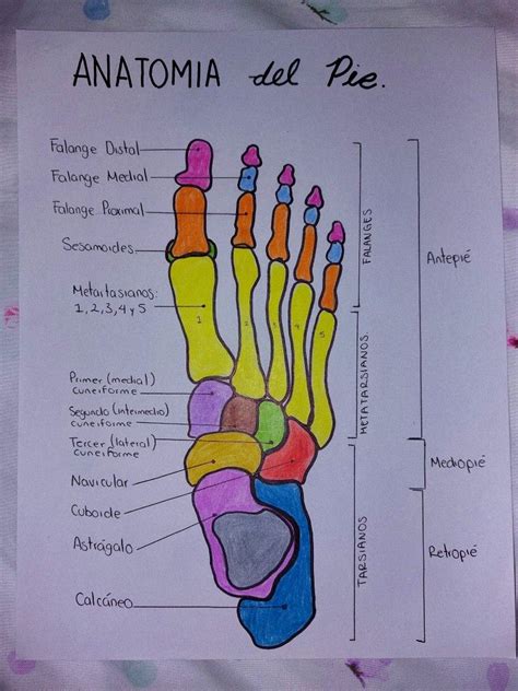 Pin De Christina En Nursing Libros De Anatomia Anatom A Del Pie