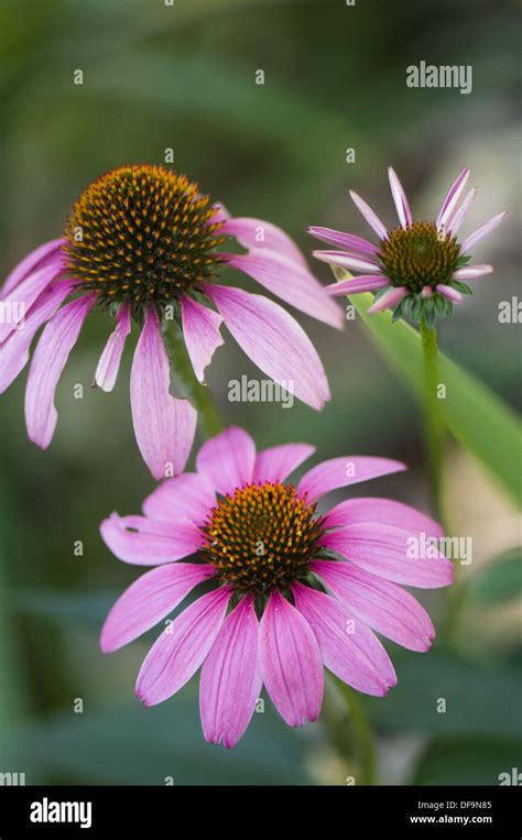 Pink Coneflower Trio Echinacea Purpurea Stock Photo Alamy