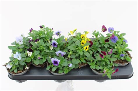 Viola Cornuta Mix Plant Wholesale Floraccess