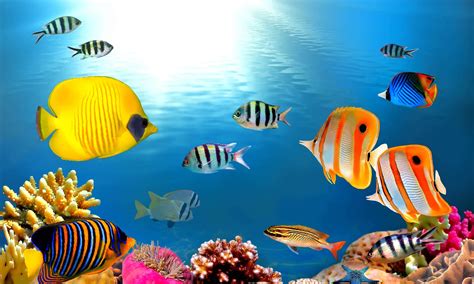 Tropical Fish Wallpapers - 4k, HD Tropical Fish Backgrounds on WallpaperBat