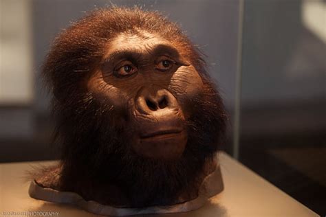 Paranthropus boisei | Josh Bassett | Flickr