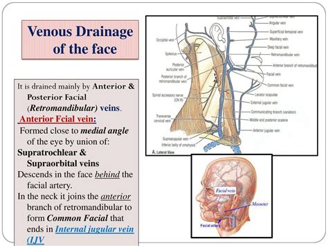 Clinical Anatomy Of The Face Ppt Download