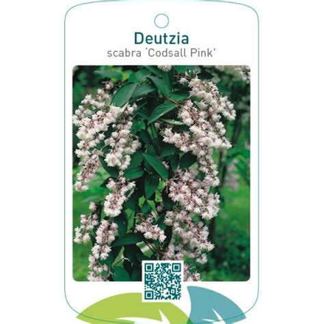 Etiquetas De Deutzia Scabra Codsall Pink