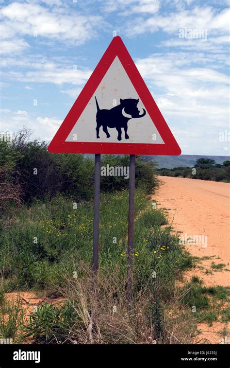 Panneau De Signalisation De Sanglier Banque De Photographies Et D