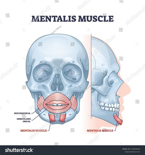 Chin Anatomy