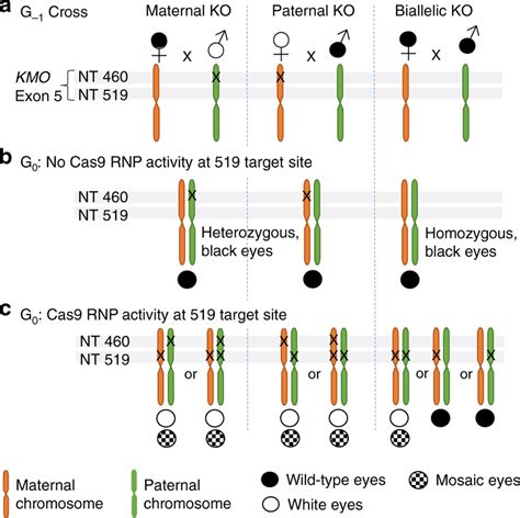 Crossing Scheme For Distinguishing Maternal And Paternal Kmo Allele