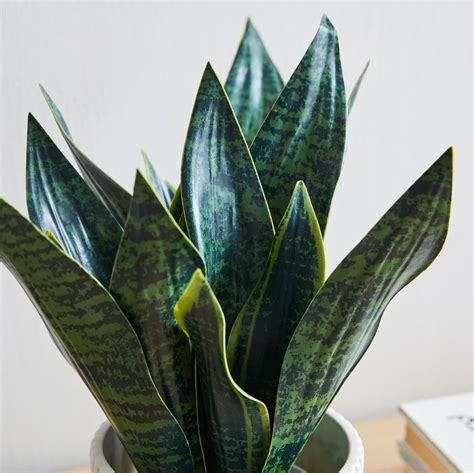 Faux Snake Plant West Elm Australia