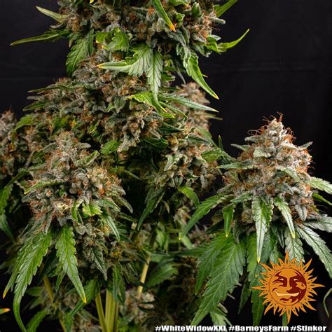 White Widow Xxl Weed Strain Barneys Farm