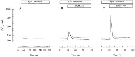 Effects of tetrodotoxin on resting [Ca 2 ] i (A) and... | Download ...