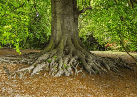 Tree Root Removal Guide | Arborist Services | Edenapp