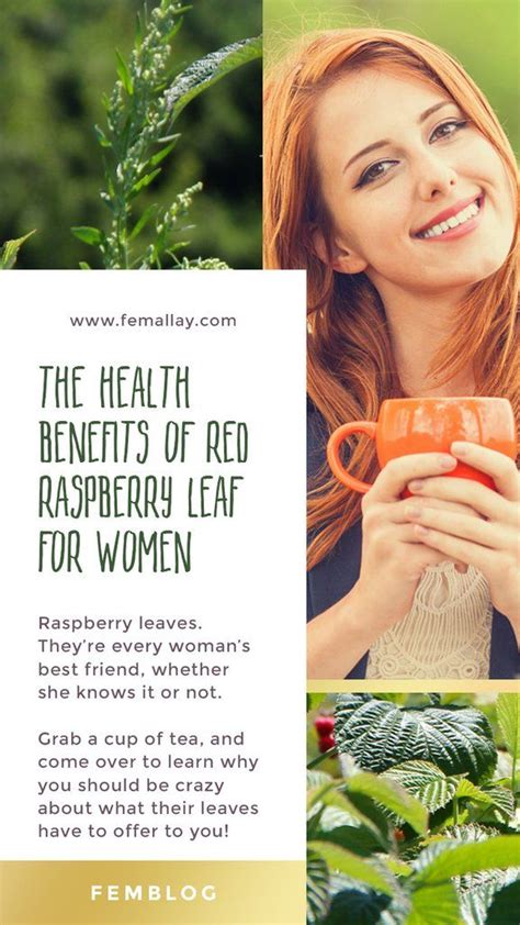 The Health Benefits Of Red Raspberry Leaf Tea For Women Red Raspberry