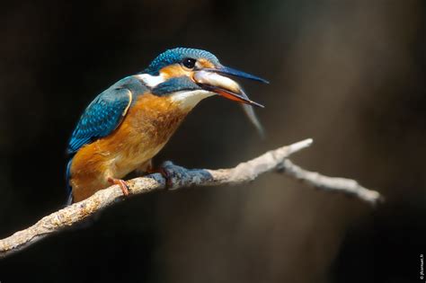 Martin P Cheur D Europe Alcedo Atthis Common Kingfisher Eisvogel