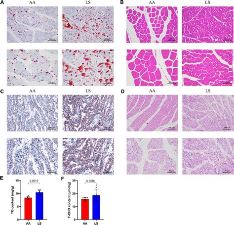 Frontiers Chromatin Interaction Responds To Breast Muscle Development