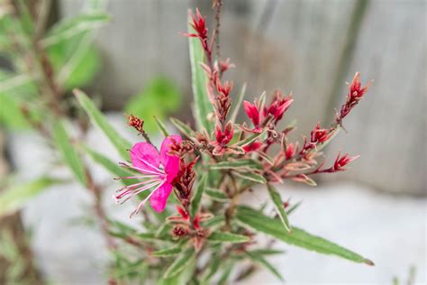 Cómo cultivar y cuidar la Gaura flor de varita BestHome365