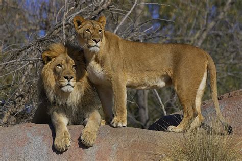 African Lion And Lioness Photograph by San Diego Zoo - Pixels