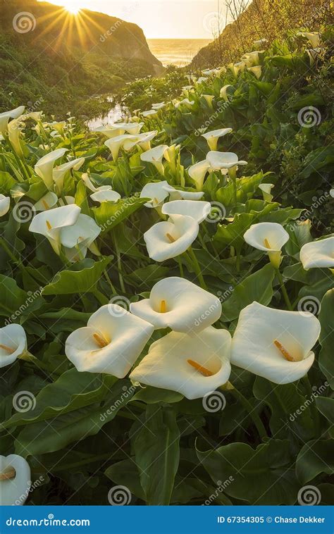 Calla Lily Valley Stock Image Image Of United Peninsual 67354305