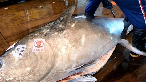 Mega Kg Bluefin Tuna Wields Samurai Sword For Flawless Self Cutting