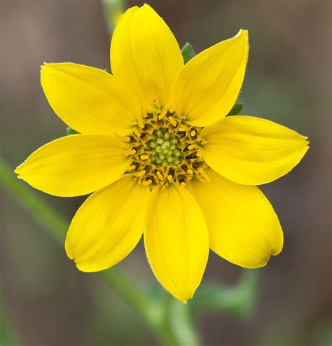 Engelmann Daisy ANC Plants INaturalist