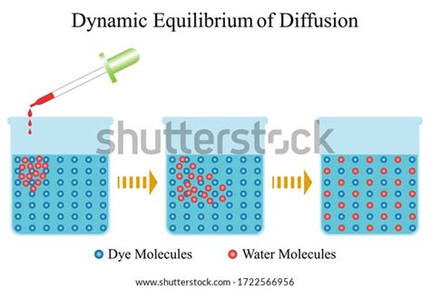 Equilibrium Biology