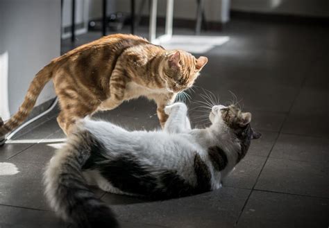 7 Tips To Stop Cats Fighting