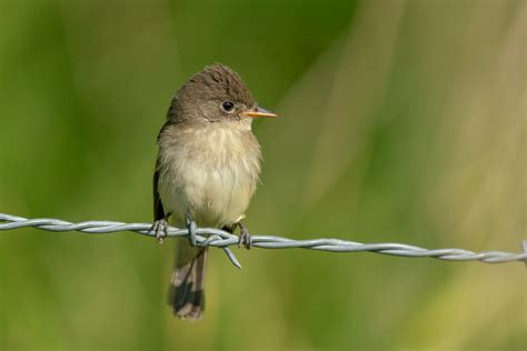 Willow Flytcatcher Tony Spane Flickr