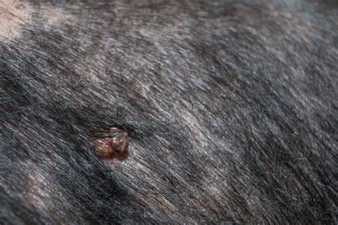 Is Dog Papilloma Contagious