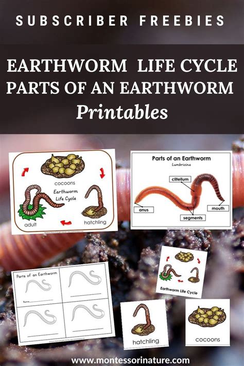 Earthworm Life Cycle Parts Of An Earthworm 3 Part Cards Blackline Masters Printable Life