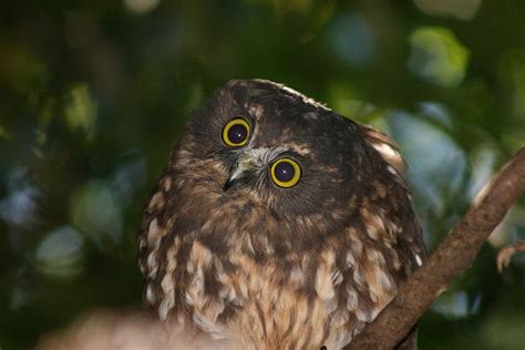 Ruru Morepork Owl Ninox Novaeseelandiae Owl Animals Bird