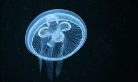 Jellyfish Predators: What Eats Jellyfish? - A-Z Animals