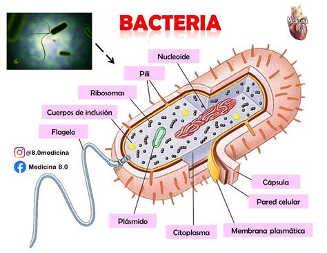 Estructura Y Fisiologia Bacteriana Images