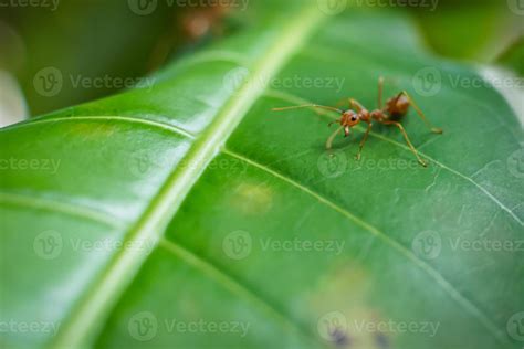 Red ants are defending and building a new nest. 10408545 Stock Photo at Vecteezy