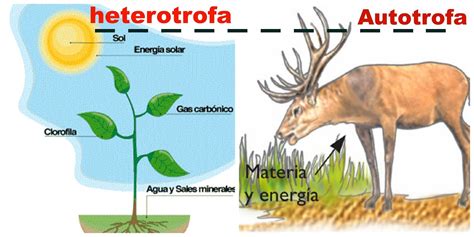 Nutrición Autótrofa Y Heterótrofa Quizizz