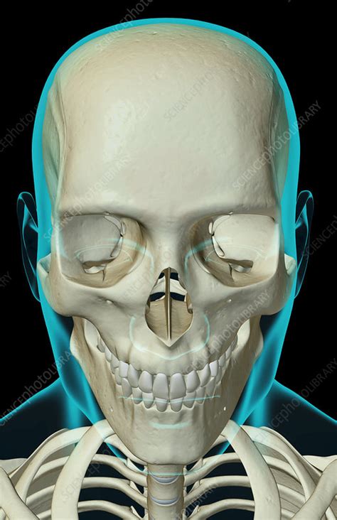 How Many Bones In The Face And Head Skeletal System Anatomy And