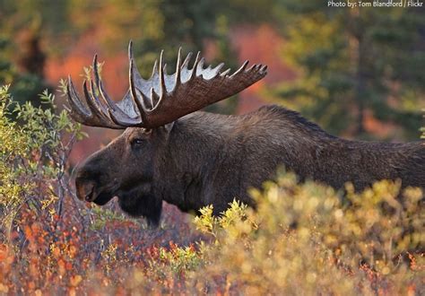 Interesting Facts About Moose Just Fun Facts