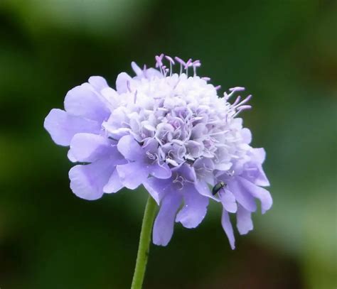 Scabiosa (Scabious; Pincushion Flower) – A to Z Flowers