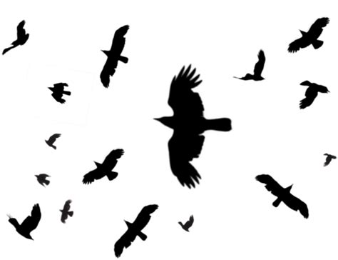 Free Black Bird Transparent Download Free Black Bird Transparent Png