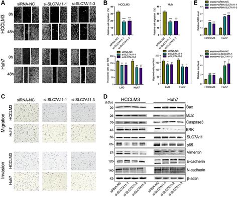 PART1 Facilitates Tumorigenesis And Inhibits Ferroptosis By Regulating