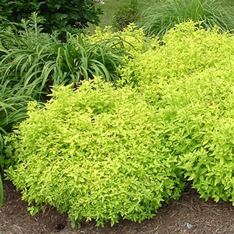 Goldmound Spirea Vanstone Nurseries