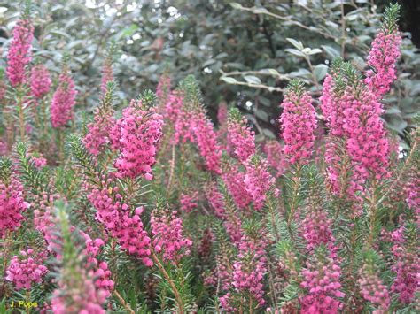 Online Plant Guide Calluna Vulgaris Scotch Heather