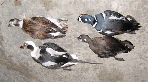 Harlequin And Oldsquaw Pairs Birds Taken On First Sea Duck Flickr