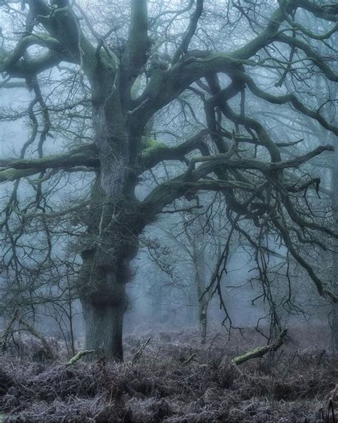 An Old Tree In The Middle Of A Foggy Forest With No Leaves On It