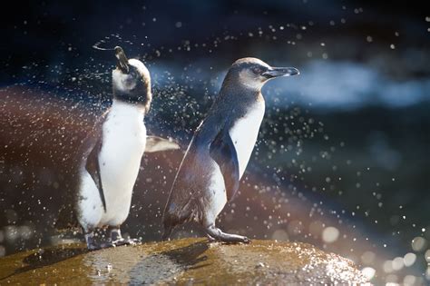 Wildlife in the Galapagos Islands - Entouriste