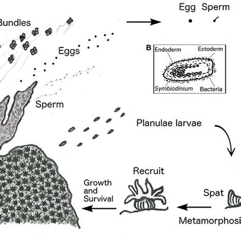 Coral Life Cycle Diagram