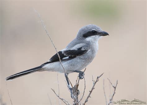 Juvenile Loggerhead Shrike With Leg Bling” Mia Mcphersons On The