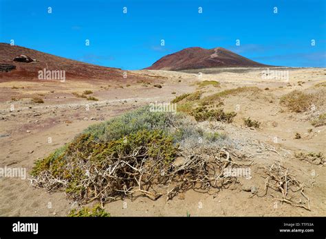 Vegetation In The Desert Hi Res Stock Photography And Images Alamy