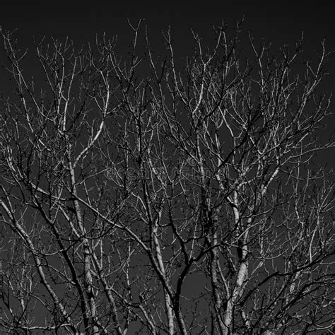 A Tree in Winter with No Leaves in Black and White Stock Image - Image ...