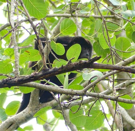 Black And Gold Howler Monkey From Aquidauana State Of Mato Grosso Do