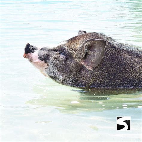 Pig Island Snorkeling Koh Mudsum & Koh Tan Speed Boat Economy Tour ...