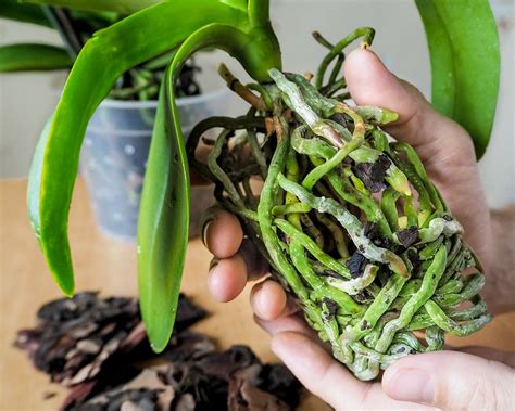 Orchid Roots How To Care For Aerial Orchid Roots Gardening Know How